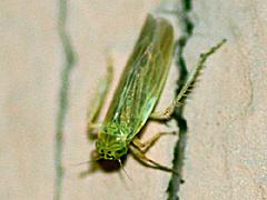 Leafhopper